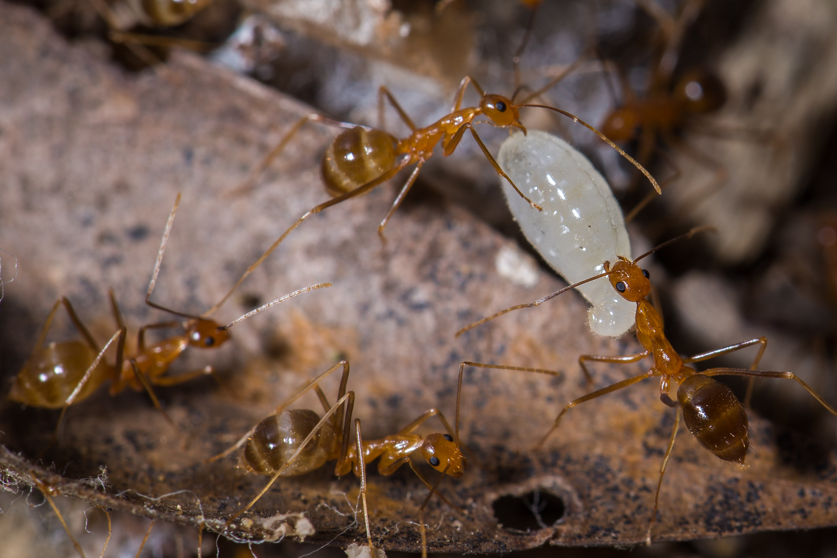 Ants - June 2016-19.jpg